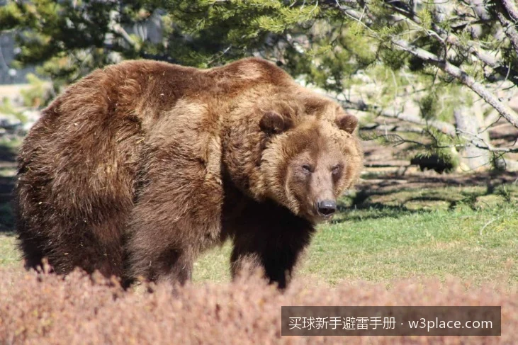 世界杯投注资金管理法则：新手如何避免一夜清仓的致命误区